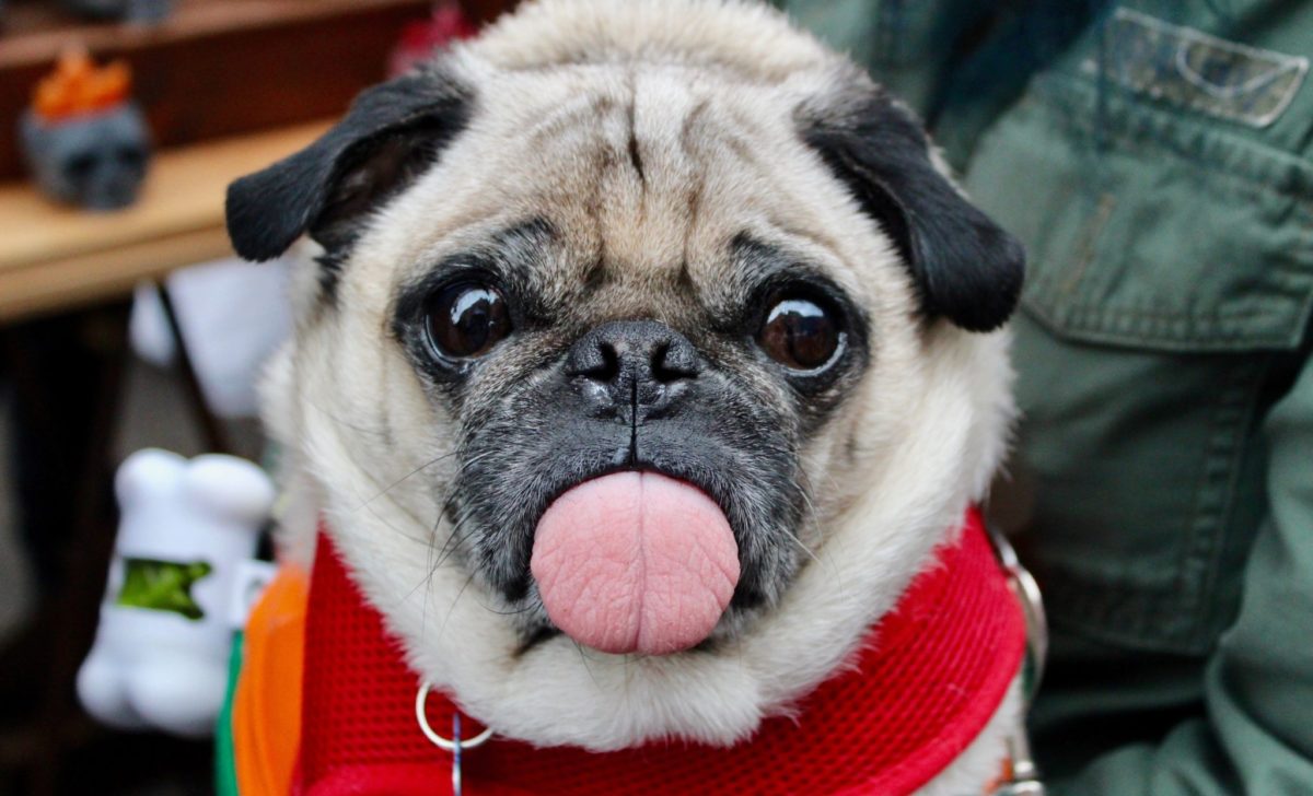 Quit Your Job and Manage your Instagram Famous Dog
