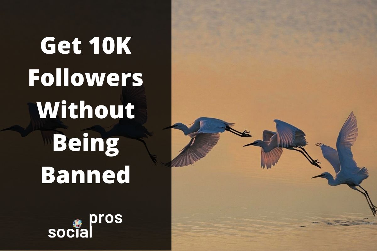 Read more about the article How to Get 10K Followers on Instagram Without Being Banned