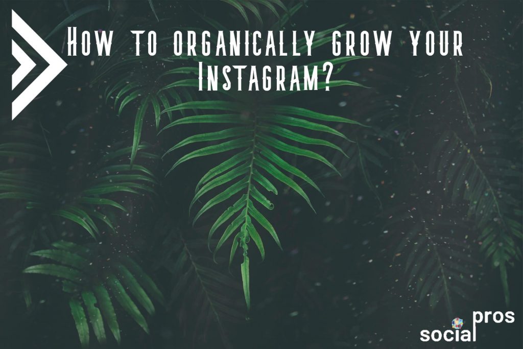 How to organically grow your Instagram? Social Pros
