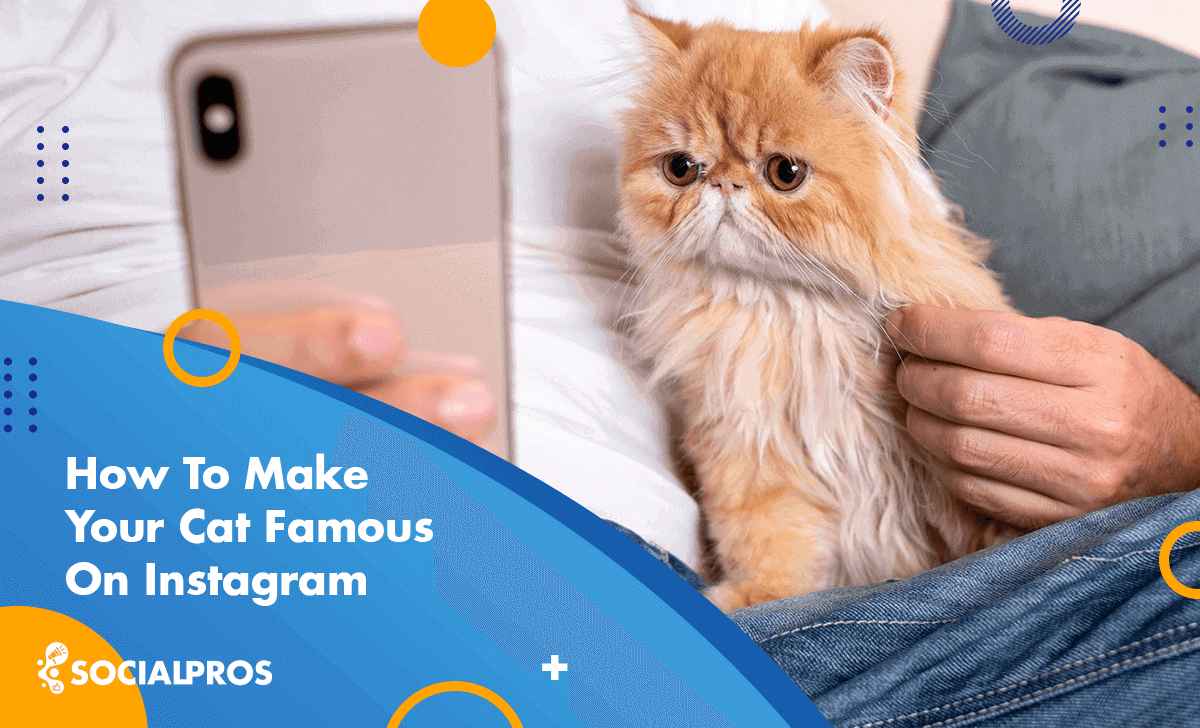 How To Make Your Cat Famous On Instagram